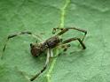 Episinus_bicornis_D6787_D_86_Brisbane_Australie