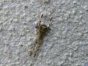 Episinus_maculipes_D5926_D_87_Plymouth_Engeland