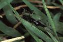 Euryopis_quinqueguttata_P0615_Z_85_-_Frankrijk