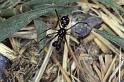 Euryopis_quinqueguttata_P0617_Z_90_-_Frankrijk