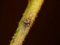 Hadrotarsine_ZZ490_D6399_Z_80_Brisbane_Australie