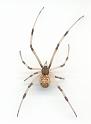 Latrodectus_geometricus_D3104_Z_88_-_-