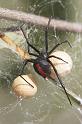 Latrodectus_hasselti_D2749_Z_85_-_Australie