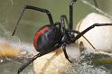 Latrodectus_hasselti_D2750_Z_84_-_Australie