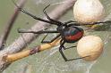 Latrodectus_hasselti_D2751_Z_82_-_Australie