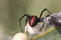 Latrodectus_hasselti_D2752_Z_80_-_Australie