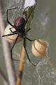 Latrodectus_hasselti_D2753_Z_85_-_Australie