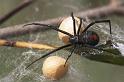 Latrodectus_hasselti_D2754_Z_86_-_Australie