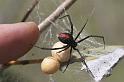 Latrodectus_hasselti_D2755_Z_86_-_Australie