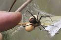 Latrodectus_hasselti_D2756_Z_87_-_Australie
