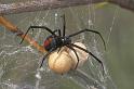 Latrodectus_hasselti_D2757_Z_88_-_Australie
