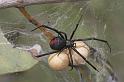 Latrodectus_hasselti_D2758_Z_89_-_Australie