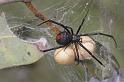 Latrodectus_hasselti_D2759_Z_89_-_Australie