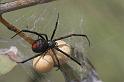 Latrodectus_hasselti_D2760_Z_88_-_Australie