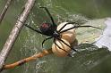 Latrodectus_hasselti_D2761_Z_88_-_Australie