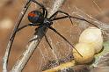 Latrodectus_hasselti_D2762_Z_84_-_Australie