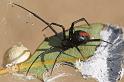 Latrodectus_hasselti_D2763_Z_88_-_Australie