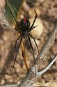 Latrodectus_hasselti_D2764_Z_86_-_Australie
