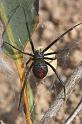 Latrodectus_hasselti_D2765_Z_85_-_Australie