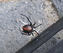 Latrodectus_hasselti_D3133_Z_88_Sydney_Australie
