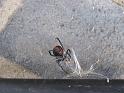 Latrodectus_hasselti_D3135_Z_84_Sydney_Australie