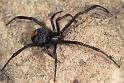 Latrodectus_hasselti_D3989_Z_87_Sydney_Australie