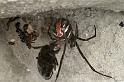 Latrodectus_hasselti_F0381_Z_75_Brisbane_Australie