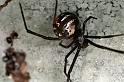 Latrodectus_hasselti_F0382_Z_75_Brisbane_Australie