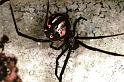 Latrodectus_hasselti_F0383_Z_75_Brisbane_Australie