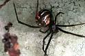 Latrodectus_hasselti_F0384_Z_82_Brisbane_Australie