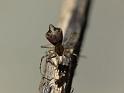 Moneta_australis_D6634_Z_84_Brisbane_Australie
