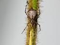 Moneta_australis_D6811_Z_88_Brisbane_Australie