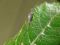 Moneta_variabilis_D6911_Z_89_Brisbane_Australie
