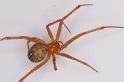 Nesticodes_rufipes_D8074_Z_89_Brisbane_Australie