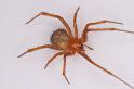 Nesticodes_rufipes_D8075_Z_90_Brisbane_Australie