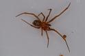 Nesticodes_rufipes_D8079_Z_89_Brisbane_Australie