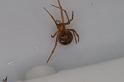 Nesticodes_rufipes_D8080_Z_85_Brisbane_Australie