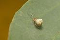 Paidiscura_orotavensis_D5904_Z_85_Tenerife_Spanje
