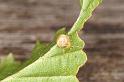 Paidiscura_pallens_D4816_Z_89_-_Frankrijk