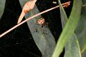 Parasteatoda_lunata_D5524_Z_89_Roma_Australie