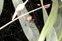 Parasteatoda_lunata_D5525_Z_87_Roma_Australie