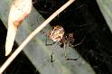 Parasteatoda_lunata_D5526_Z_90_Roma_Australie
