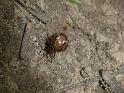 Parasteatoda_mundula_D6542_Z_88_Brisbane_Australie