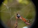 Parasteatoda_mundula_D6724_Z_87_Brisbane_Australie