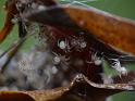 Parasteatoda_mundula_D6727_Z_88_Brisbane_Australie
