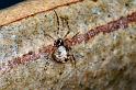Parasteatoda_tepidariorum_D2912_Z_83_Badhoevedorp_Nederland