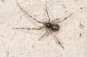 Parasteatoda_tepidariorum_D2913_Z_83_Badhoevedorp_Nederland