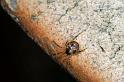 Parasteatoda_tepidariorum_D2914_Z_80_Badhoevedorp_Nederland