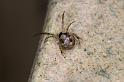 Parasteatoda_tepidariorum_D2916_Z_82_Badhoevedorp_Nederland