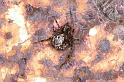 Parasteatoda_tepidariorum_D2917_Z_82_Badhoevedorp_Nederland